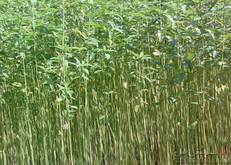 برگ کنف هندی (جوت) ، آبپز