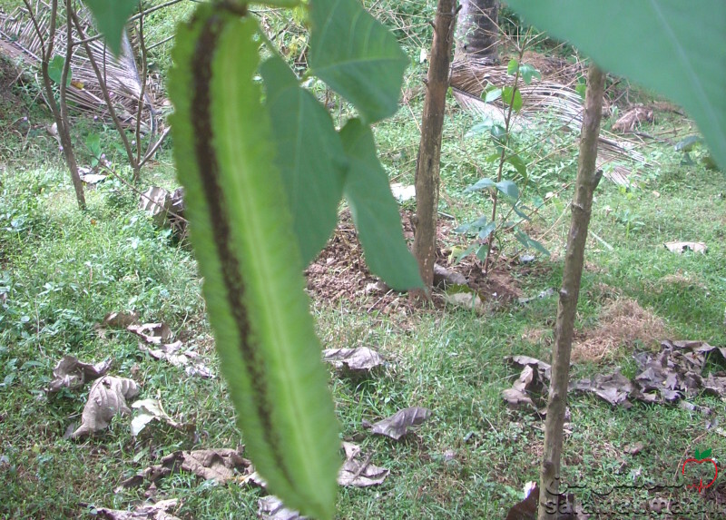 دانه سبز لوبیا بالدار (دراگون)