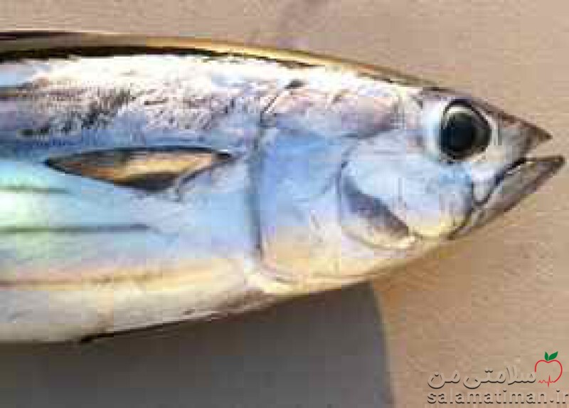 کنسرو ماهی تن سفید