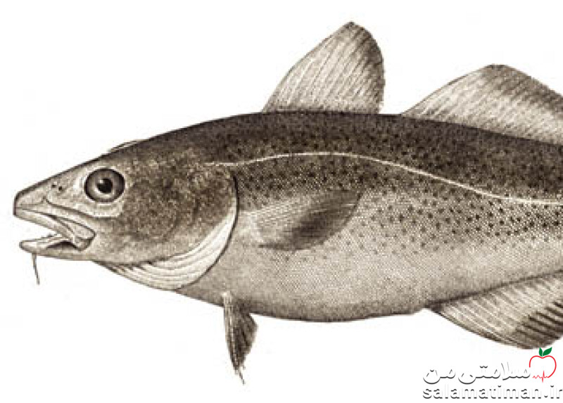 ماهی روغن (ماهی کاد) ، خام