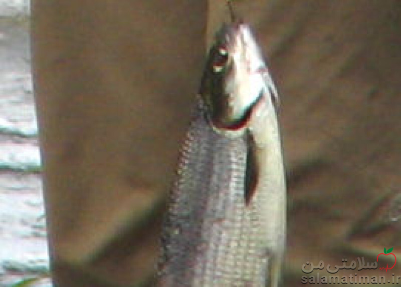 ماهی سفید خام