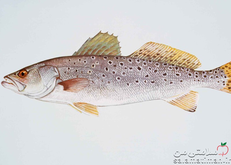 ماهی قزل‌آلای (پخته)