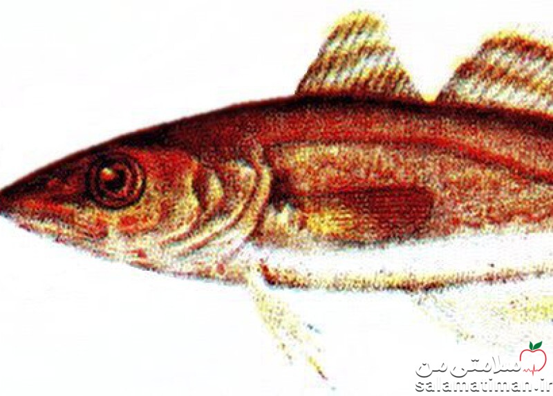 ماهی سفیدگون ، پخته