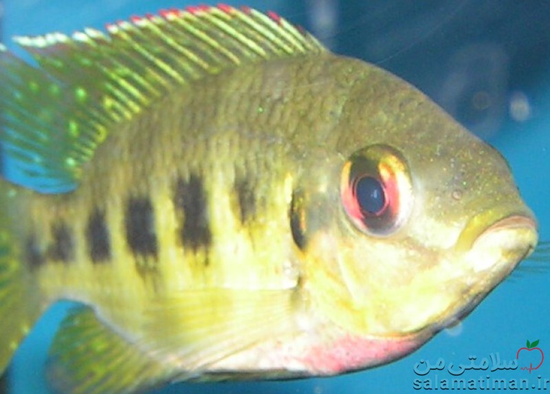 ماهی تیلاپیا ، پخته