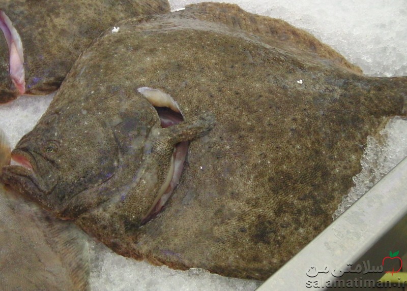 سپر ماهی اروپایی ، پخته