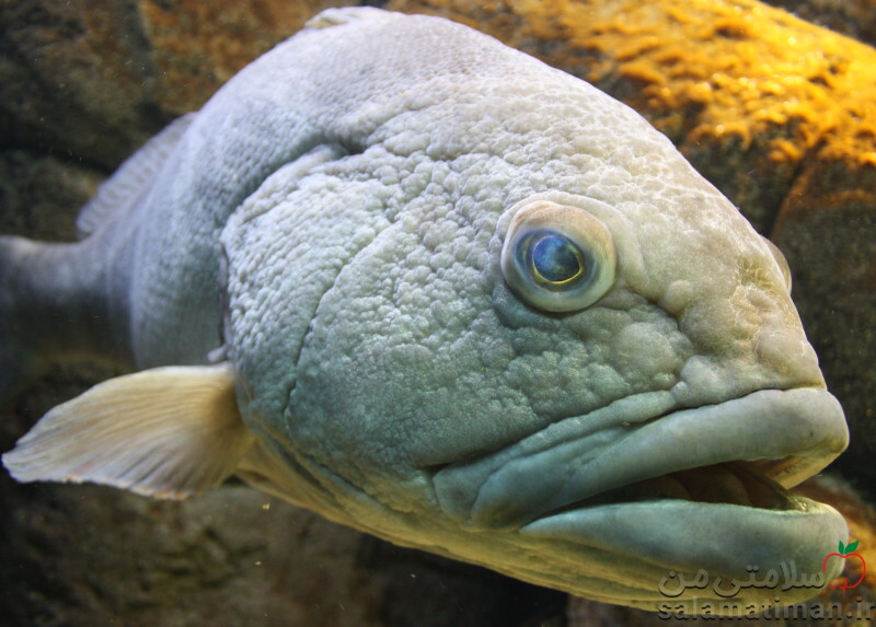 ماهی هامور (خام)