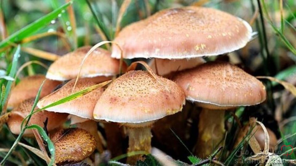 چگونه قارچ های خوراکی از سمی را تشخیص دهیم؟