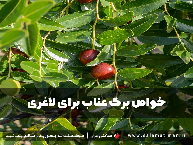 خواص برگ عناب برای لاغری