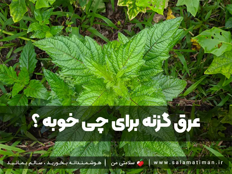 عرق گزنه برای چی خوبه ؟