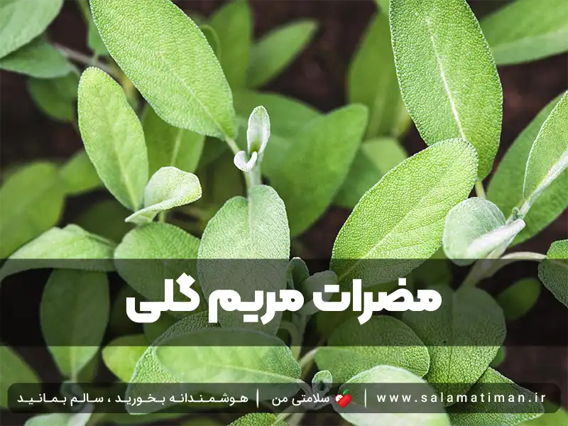 مضرات مریم گلی